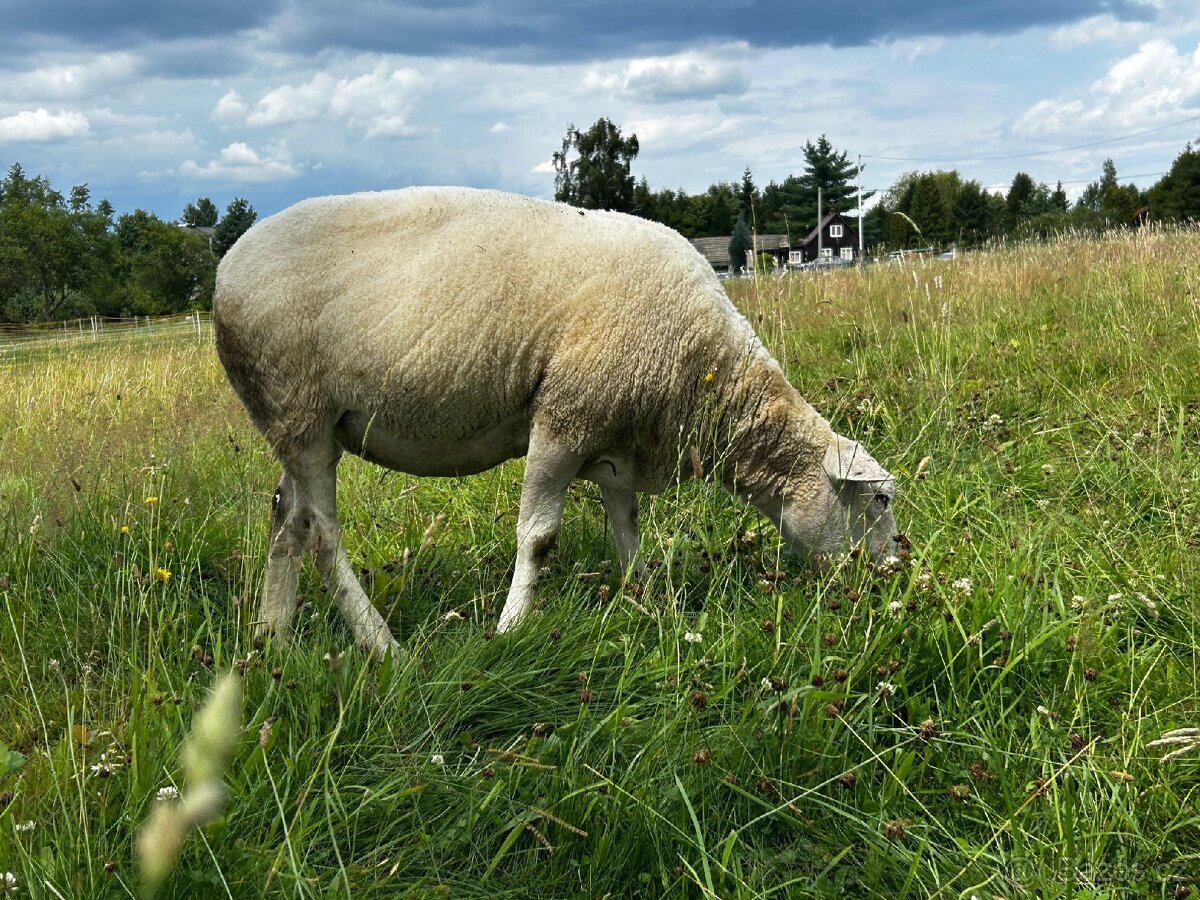 Bahnice Texel 100%