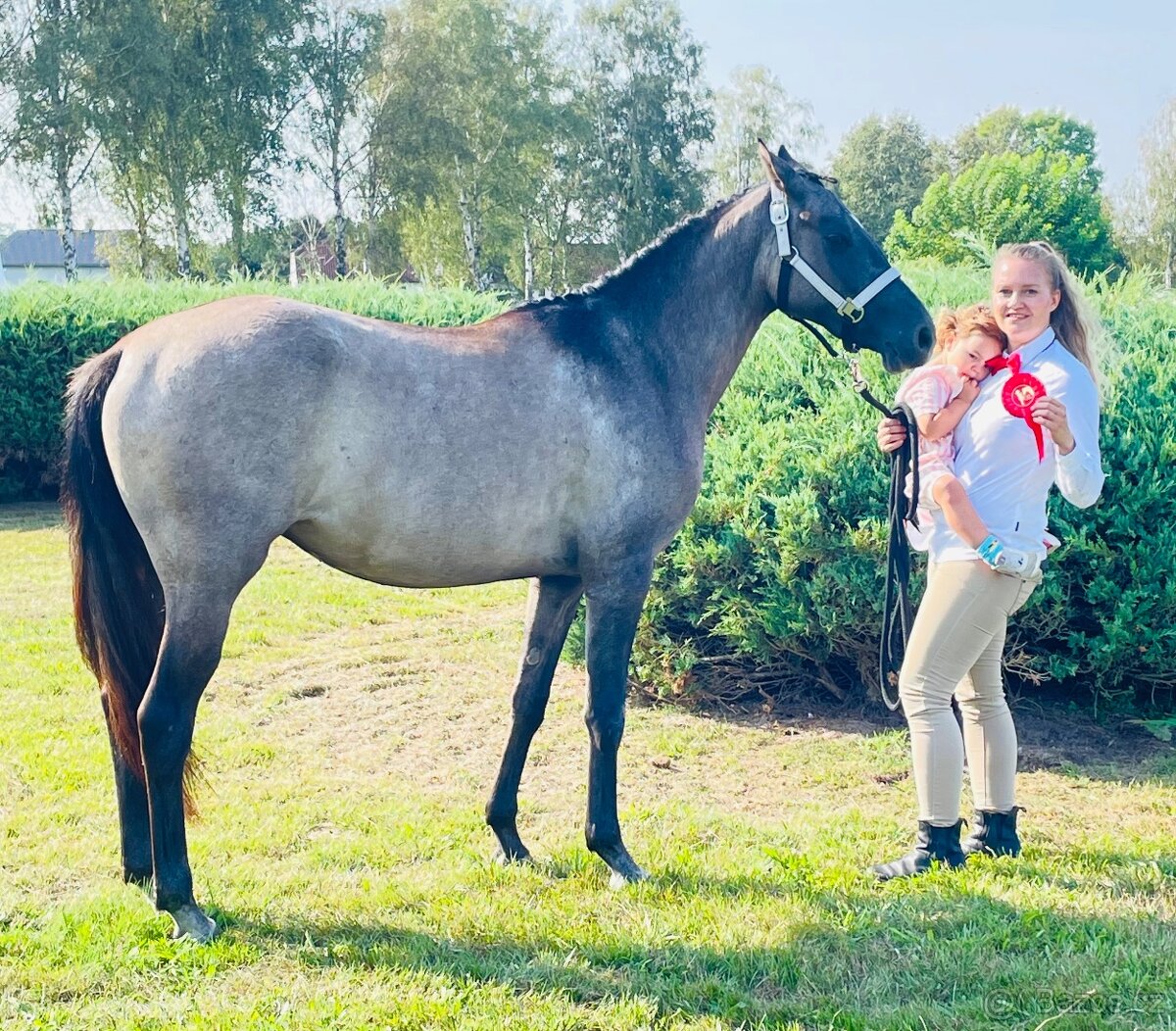 Sportovní pony klisna 3 roky.