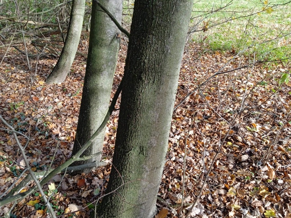 daruji dřevo - větve  z břízy...lípy...osiky