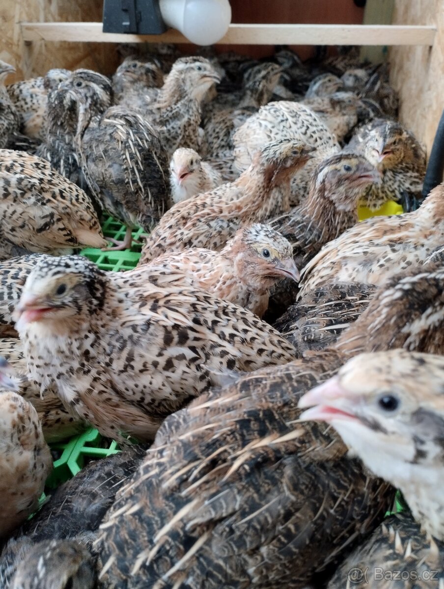 NV Japonské křepelky