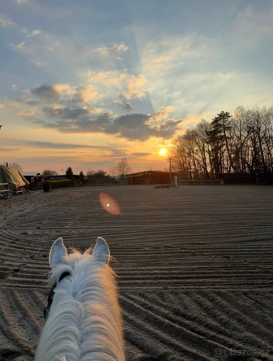 Hledám pronájem koně - Praha Východ
