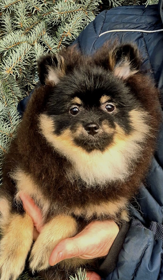 Štěně pomeranian spitz chlap na prodej