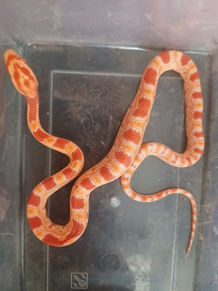 Užovka červená