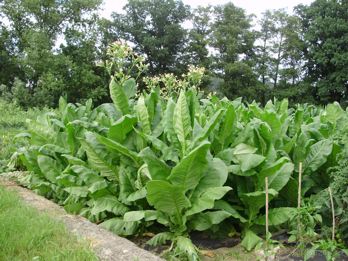 Virginský, Selský tabák semínka