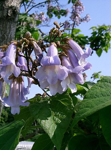 Pavlovnie Plsnatá (paulownia tomentosa)