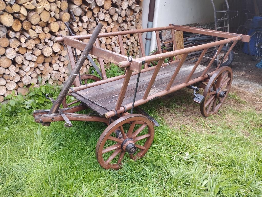 žebřinák