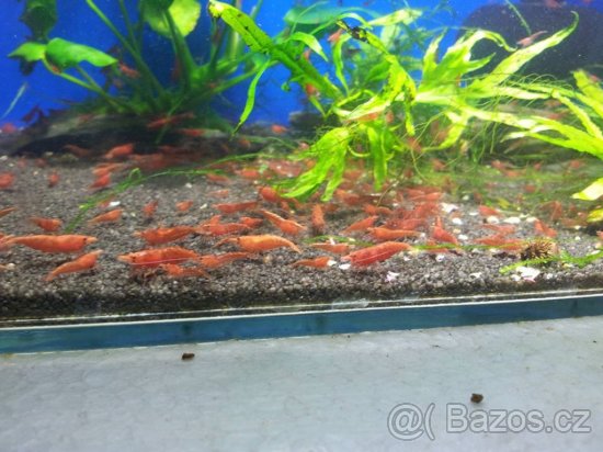 Prodám krevetky Neocaridina Red Sakura