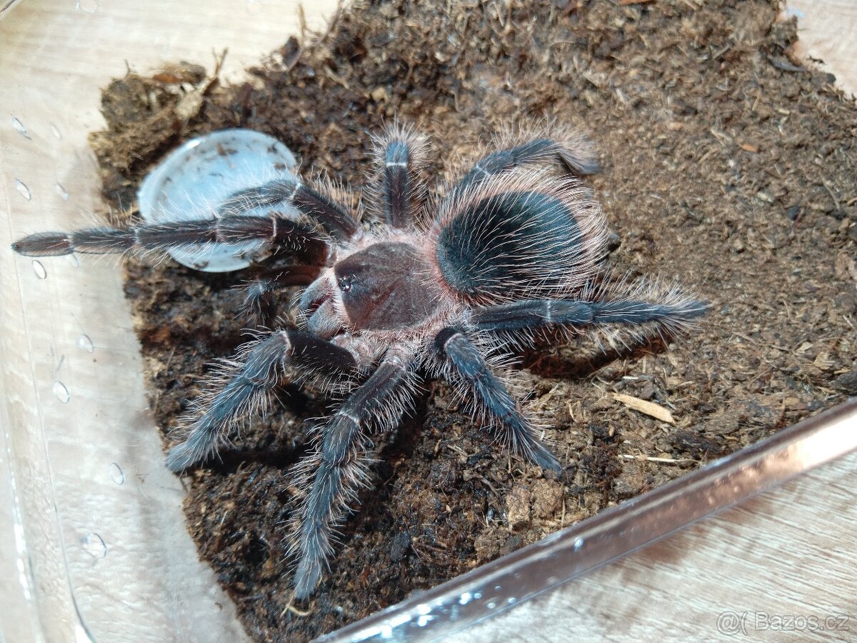 Prodám sklípkany lasiodora parahybana