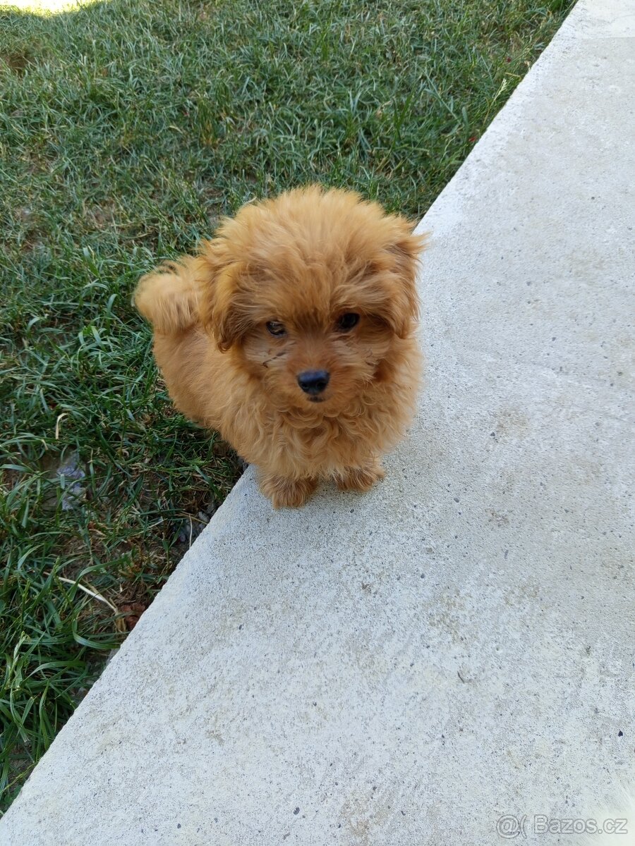 Maltipoo f1