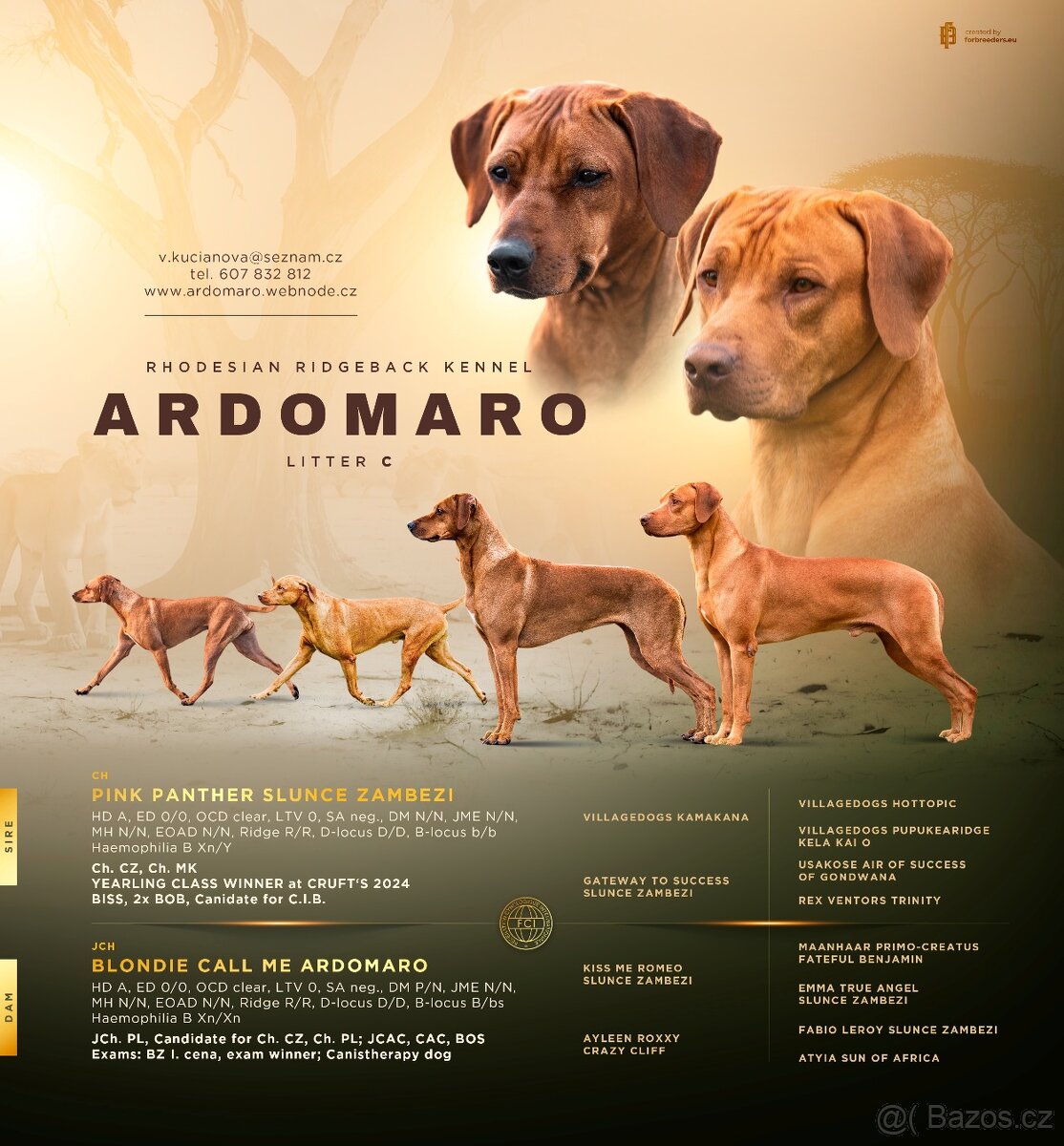 Rhodéský ridgeback - štěňata