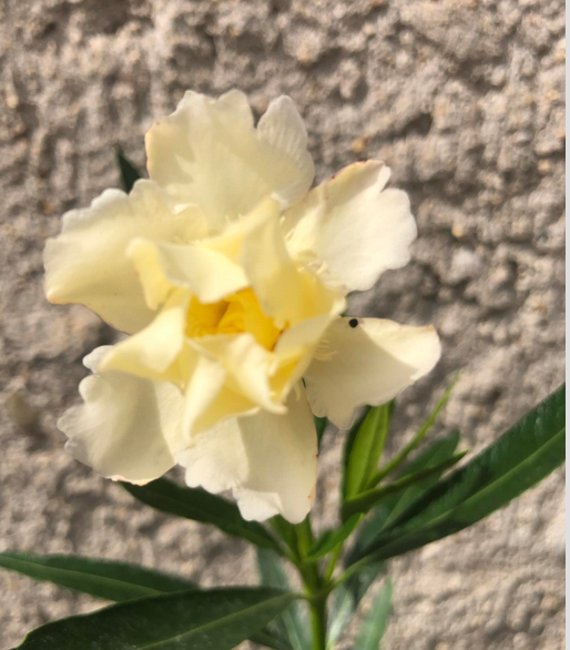 Oleandr plnokvětý žlutý - Yellow Moon