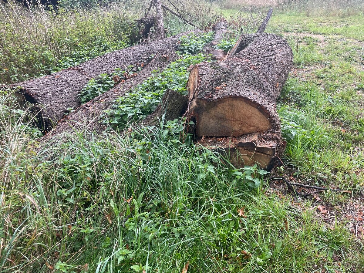dubove drevo nekolik m3 z dubu stari 250let