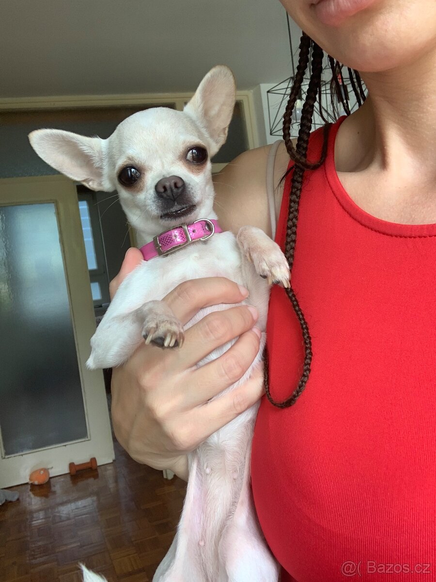 Mini Civava