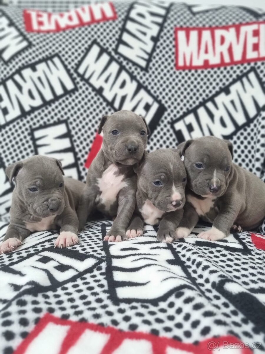 Americký stafordšírský teriér