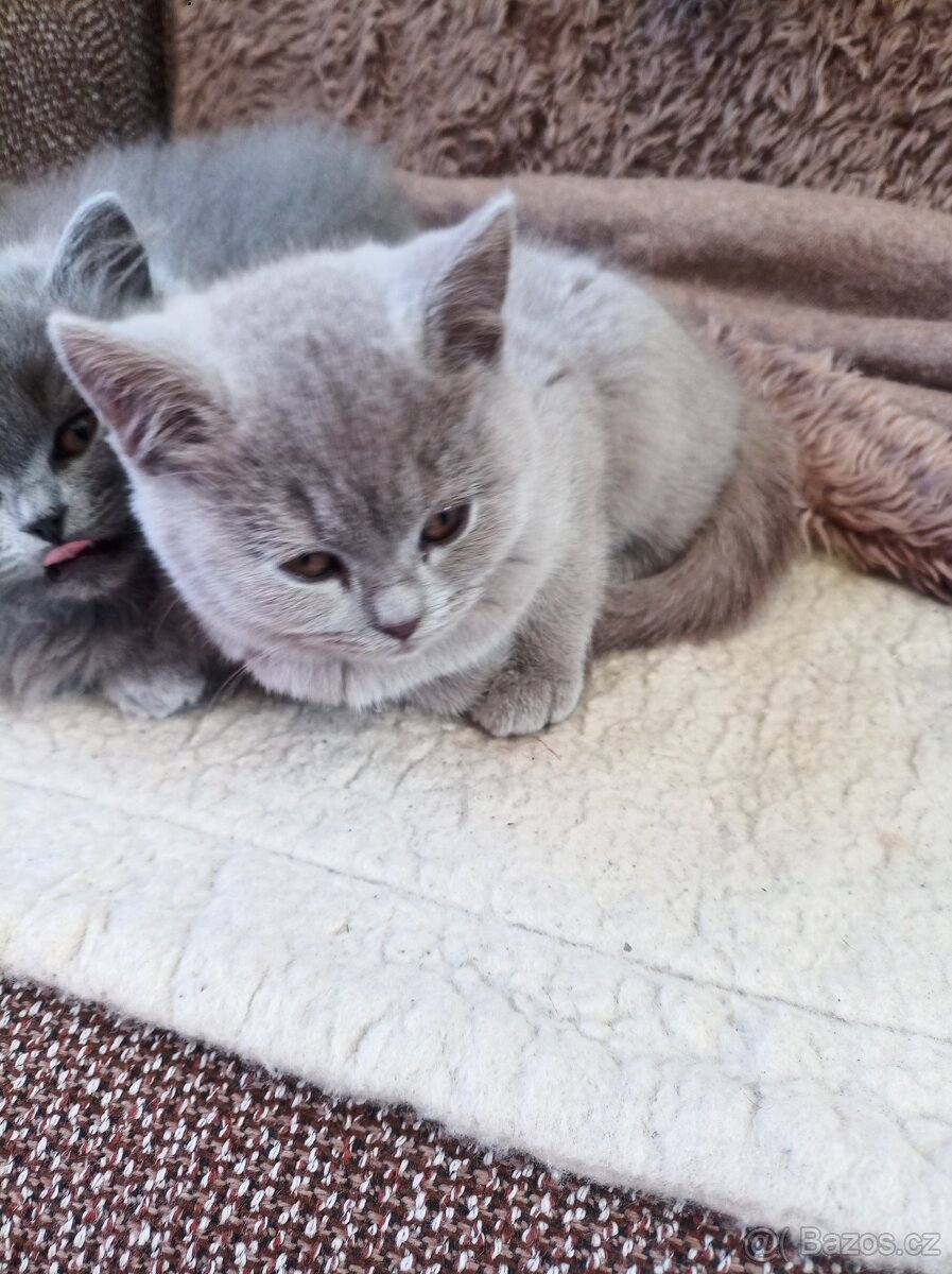 Kočička britská modrá