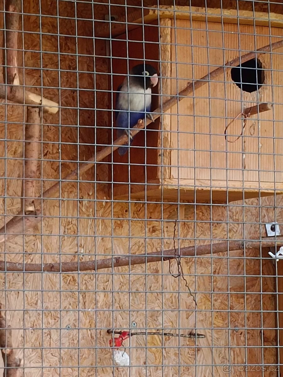 Agapornis škraboškový modrý