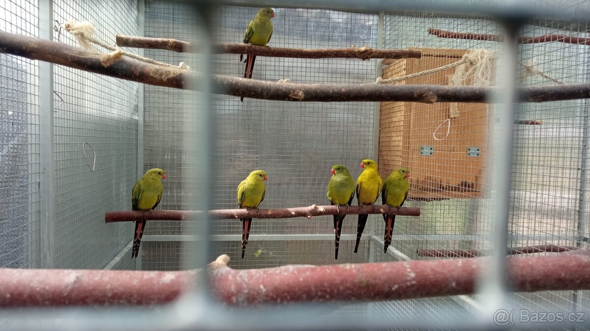 papoušek horský -poslední samec, , korely, andulky