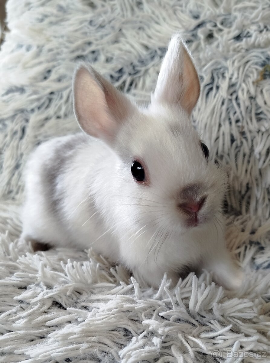 Zakrslý králík - Olaf