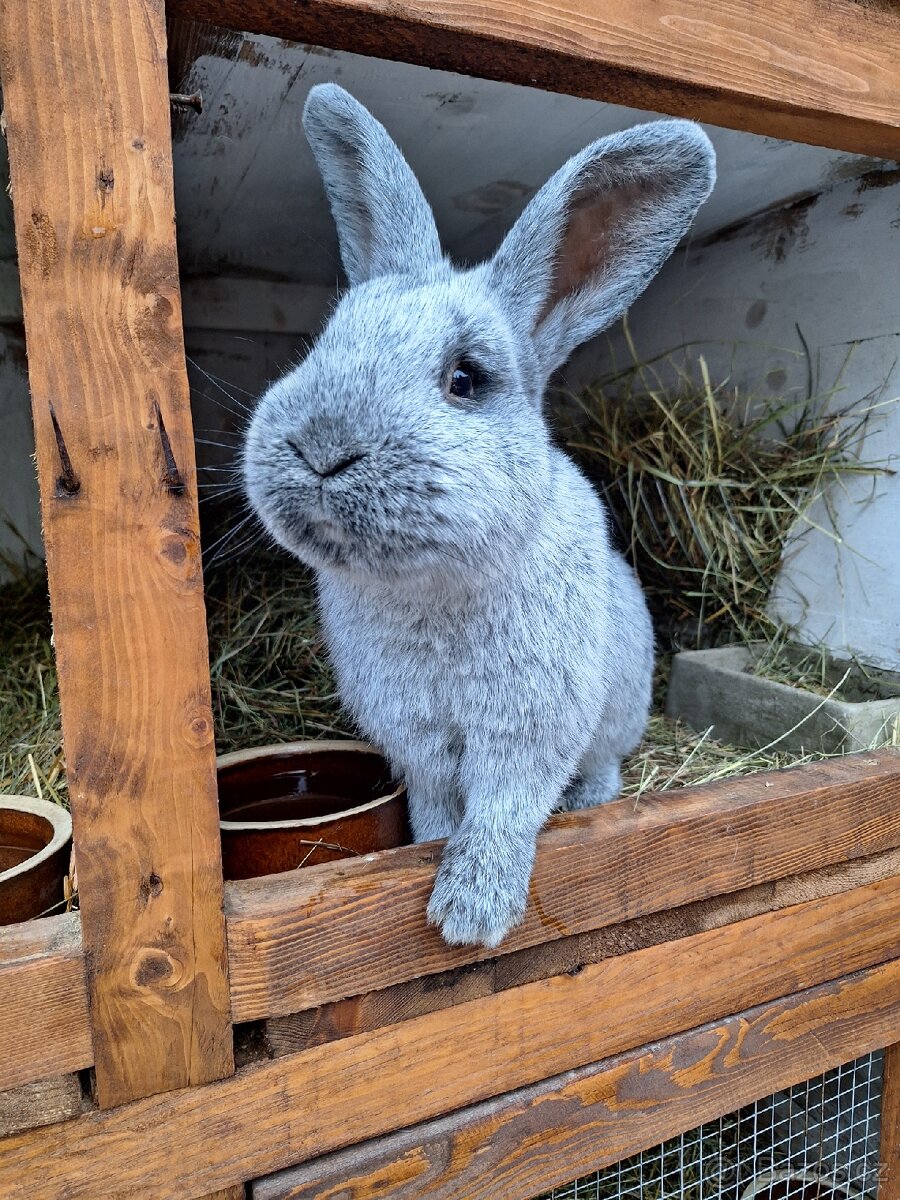 Králík