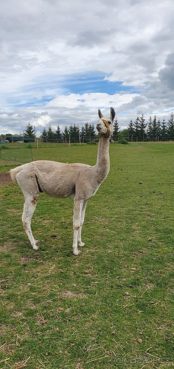 Lama krotká-samec