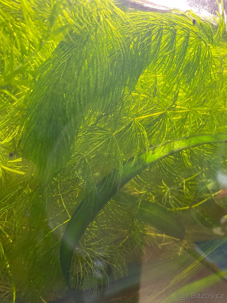 Akvarijne rostliny