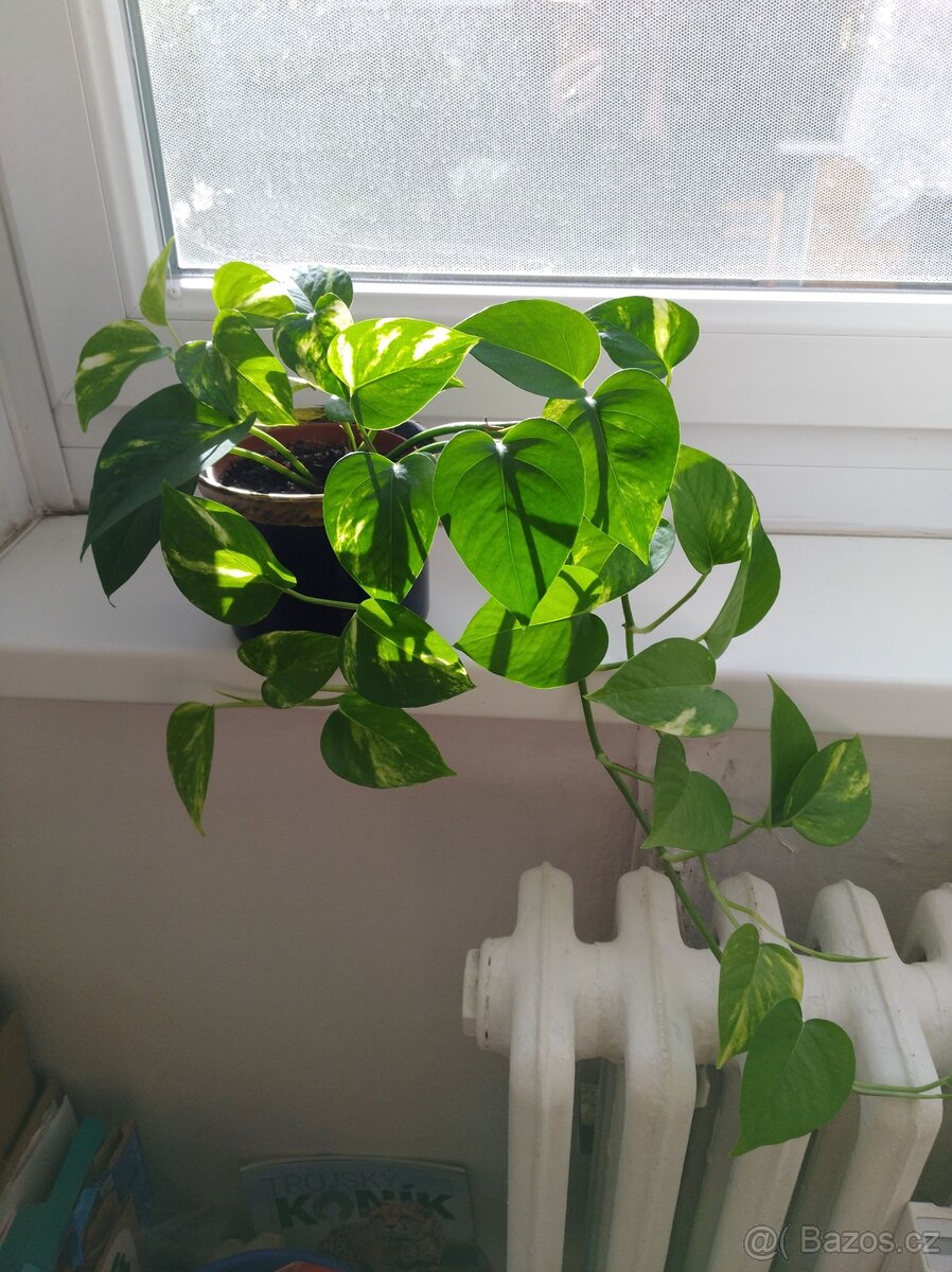 Šplhavnice zlatá - Epipremnum aureum