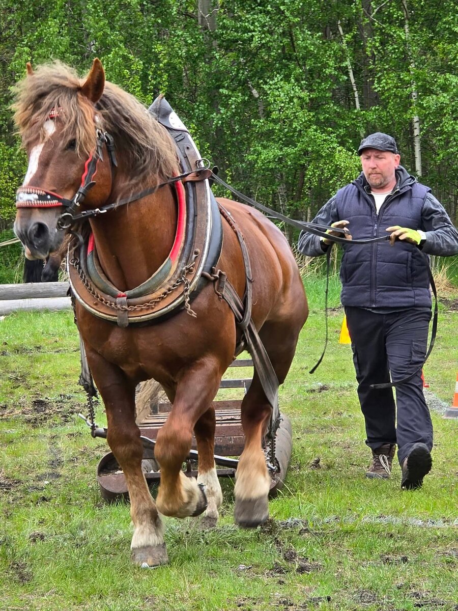 Slezský norik