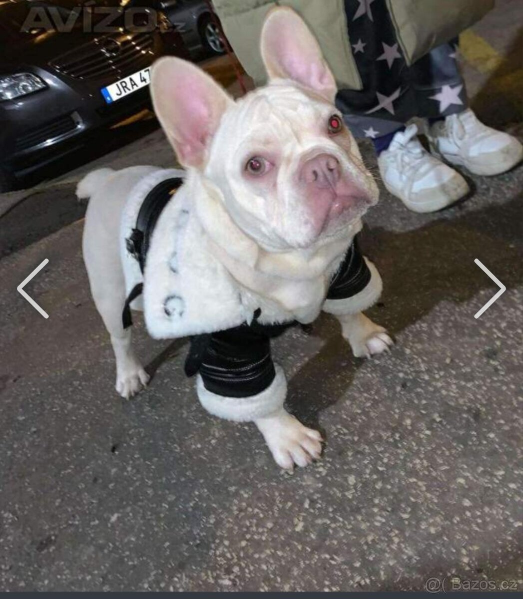 Prodám francouzského buldočka