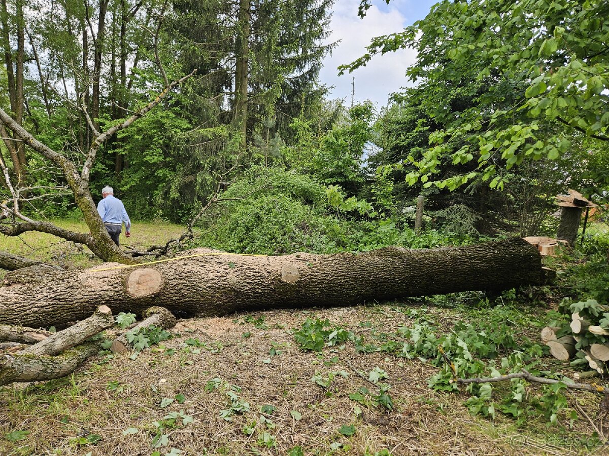 Kmen jasanu 6 m (vyschlý)