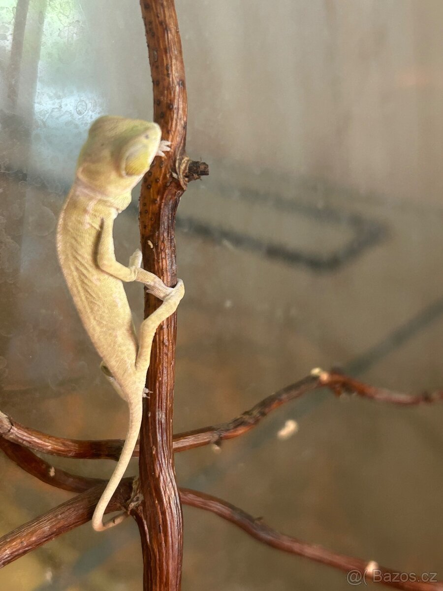 Chameleon Jemenský-