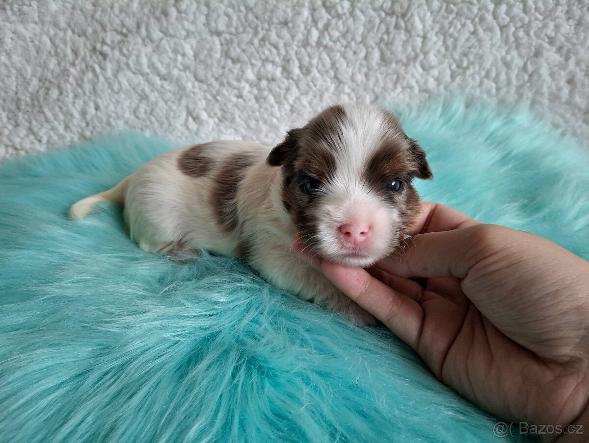 Jorkšírský teriér - biewer, blueberry