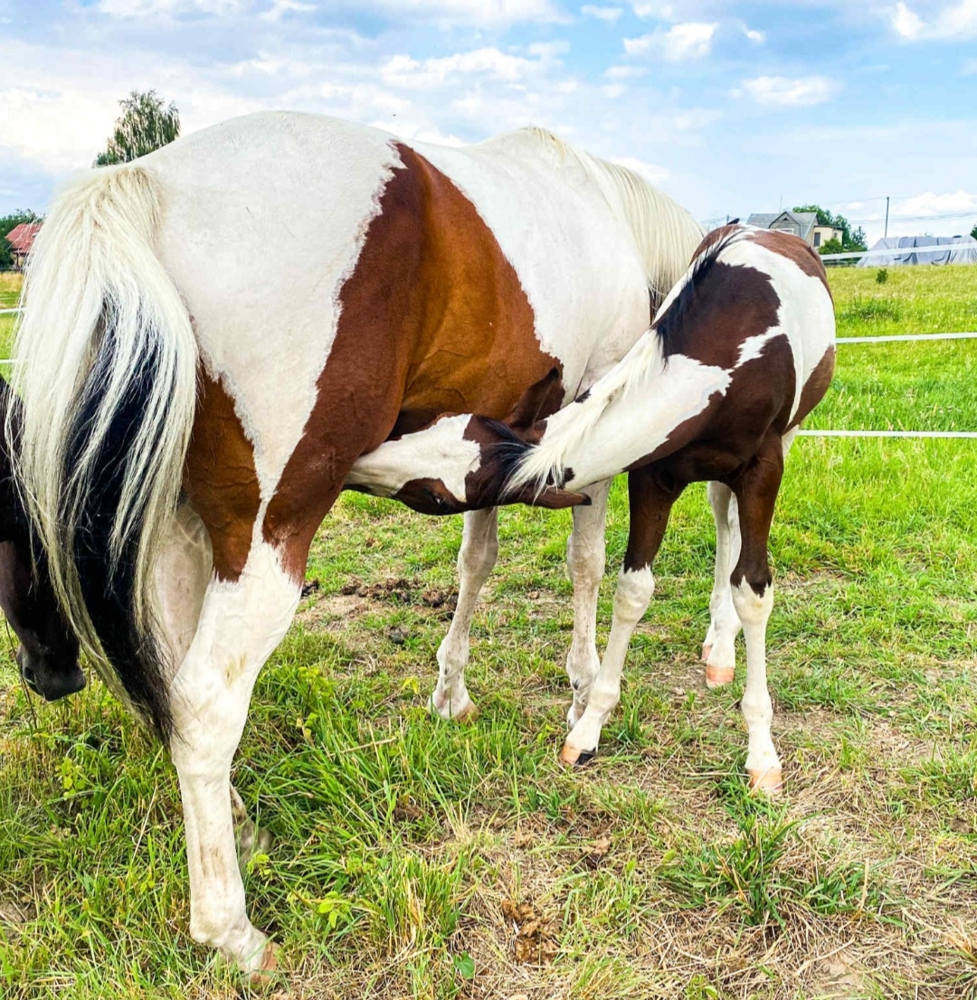 APH hřebeček s Andělem na hlavě