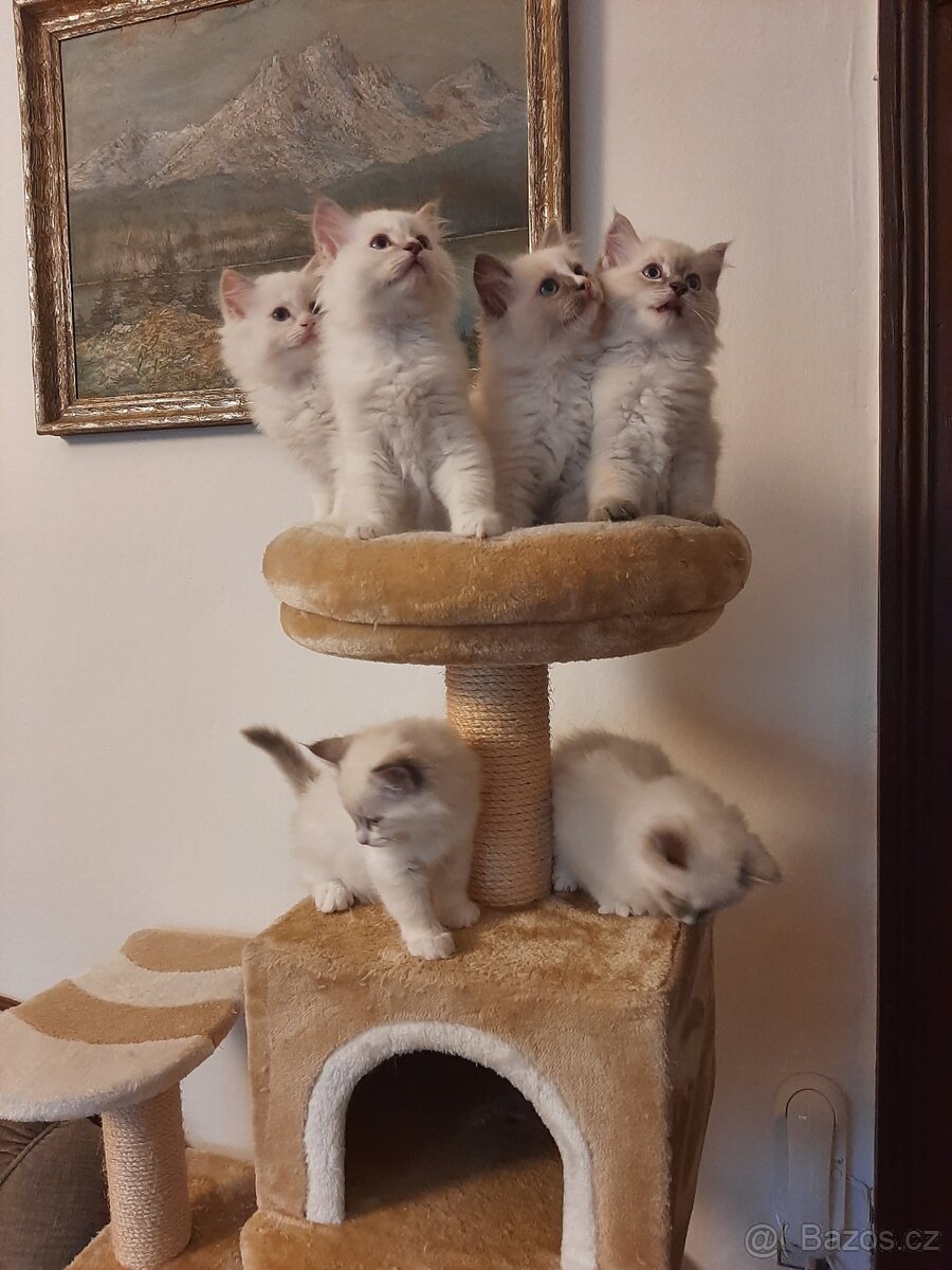 Prodám koťata Ragdoll bez PP