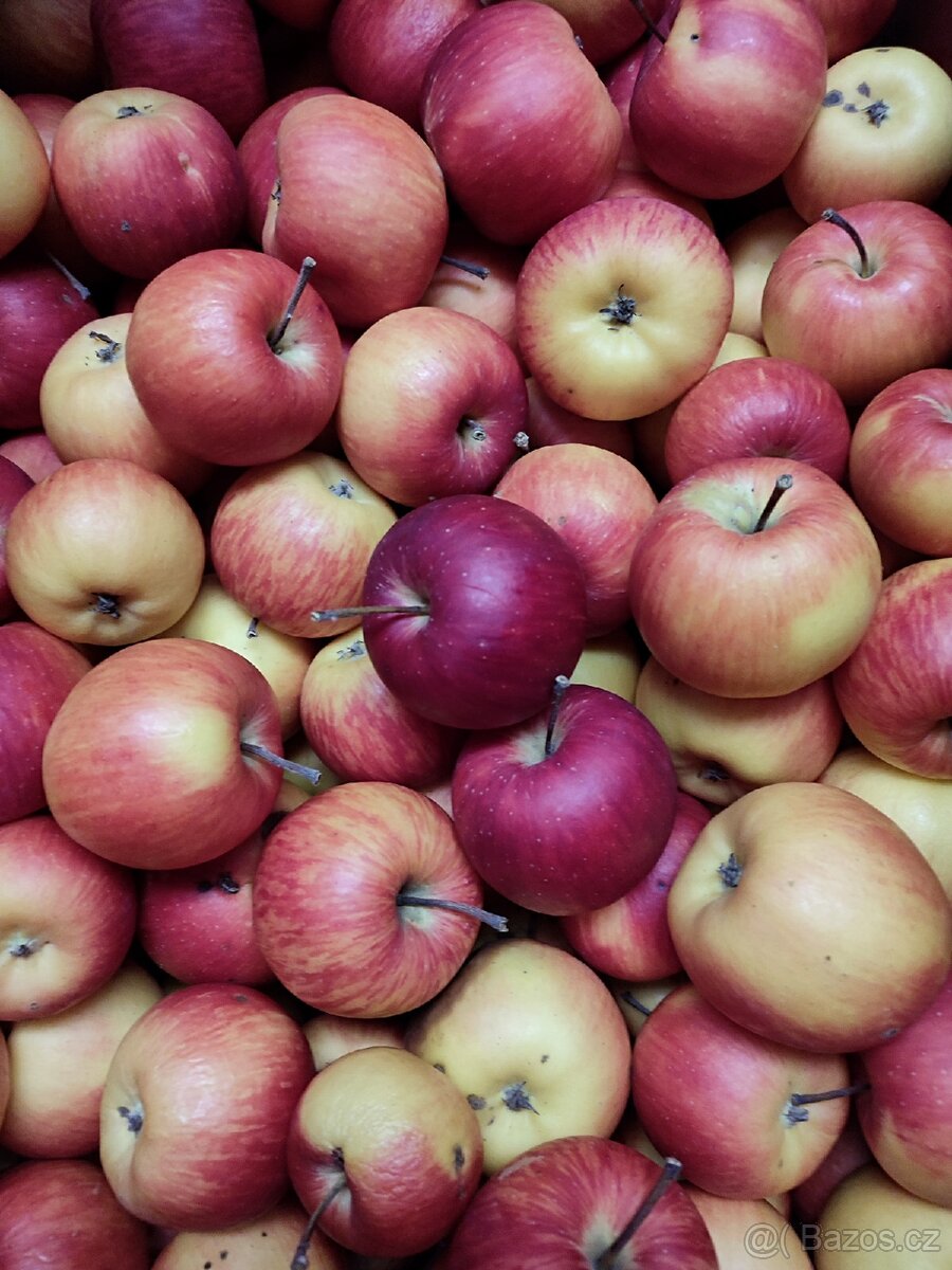 Nabízím JABLKA ZDARMA za odvoz