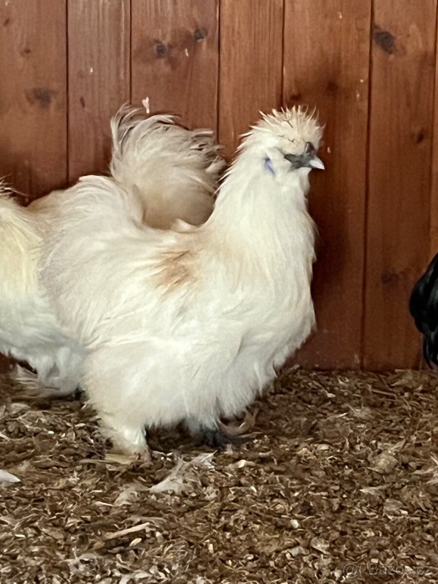 Hedvábnička bílá