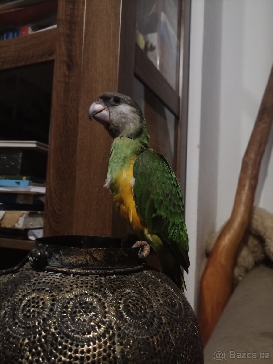 Papoušek Senegalský - rezervace
