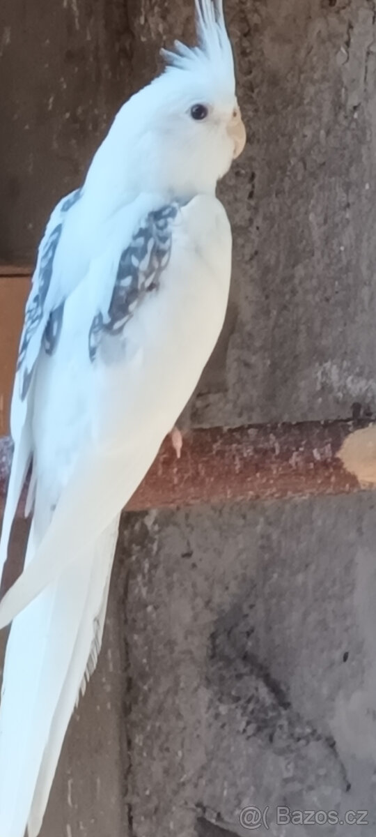 Korely albino, bělohlavé a a tzv. obyč.
