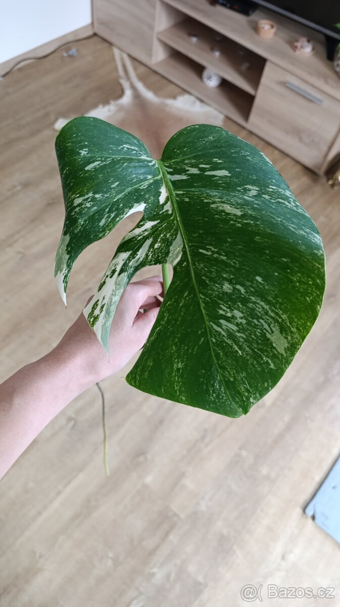 Monstera albo