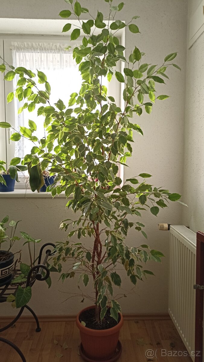 Ficus Benjamina pokojová kytka