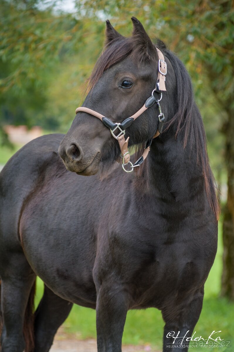 Fell Pony, klisnička 4/2024