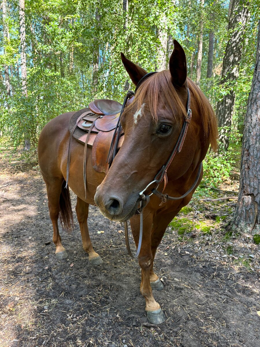 Top kůň na pronájem