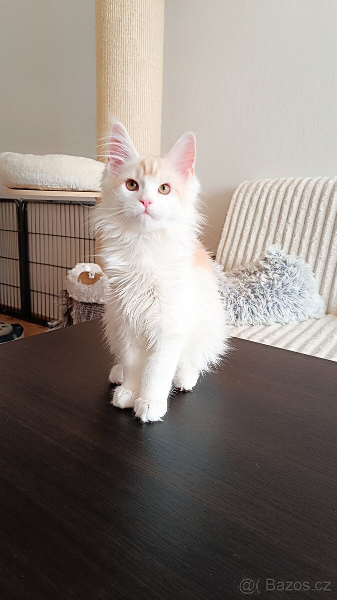 Mainská mývalí s PP