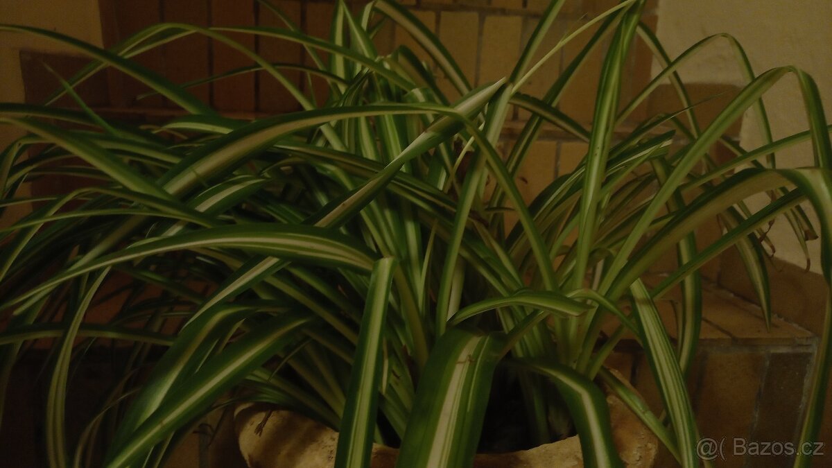 Zelenec (pokojová rostlina)