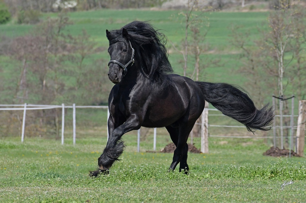 Fellský pony - plemenný hřebec na prodej