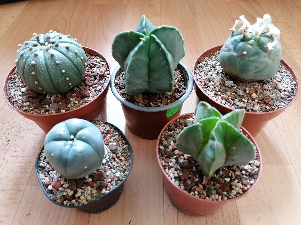 Kaktusy sbírka 5 kaktusů Astrophytum a Lophophora