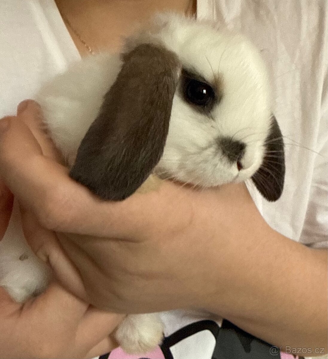 Králík - beránek