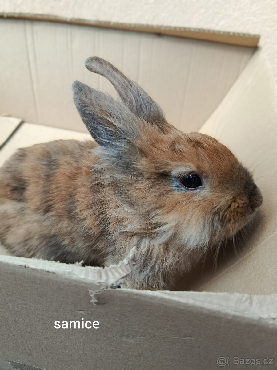 Králík