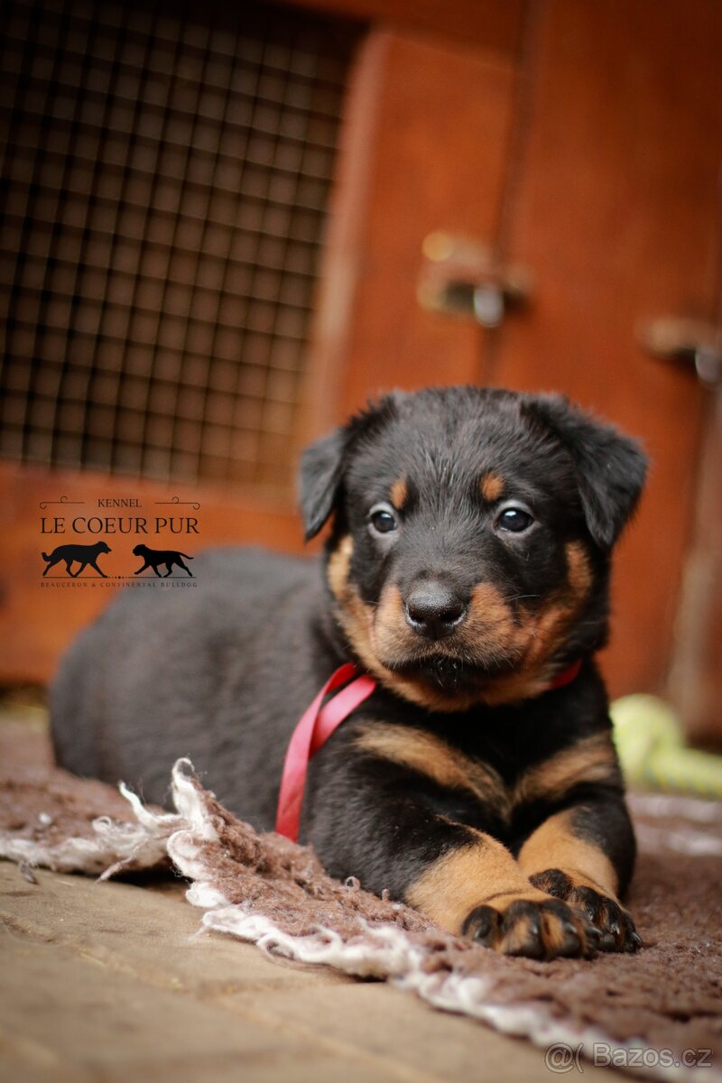Beauceron - štěňátka k rezervaci