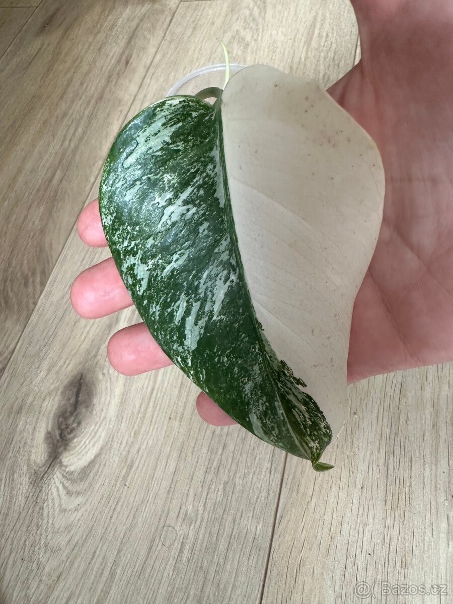Monstera Albo variegata