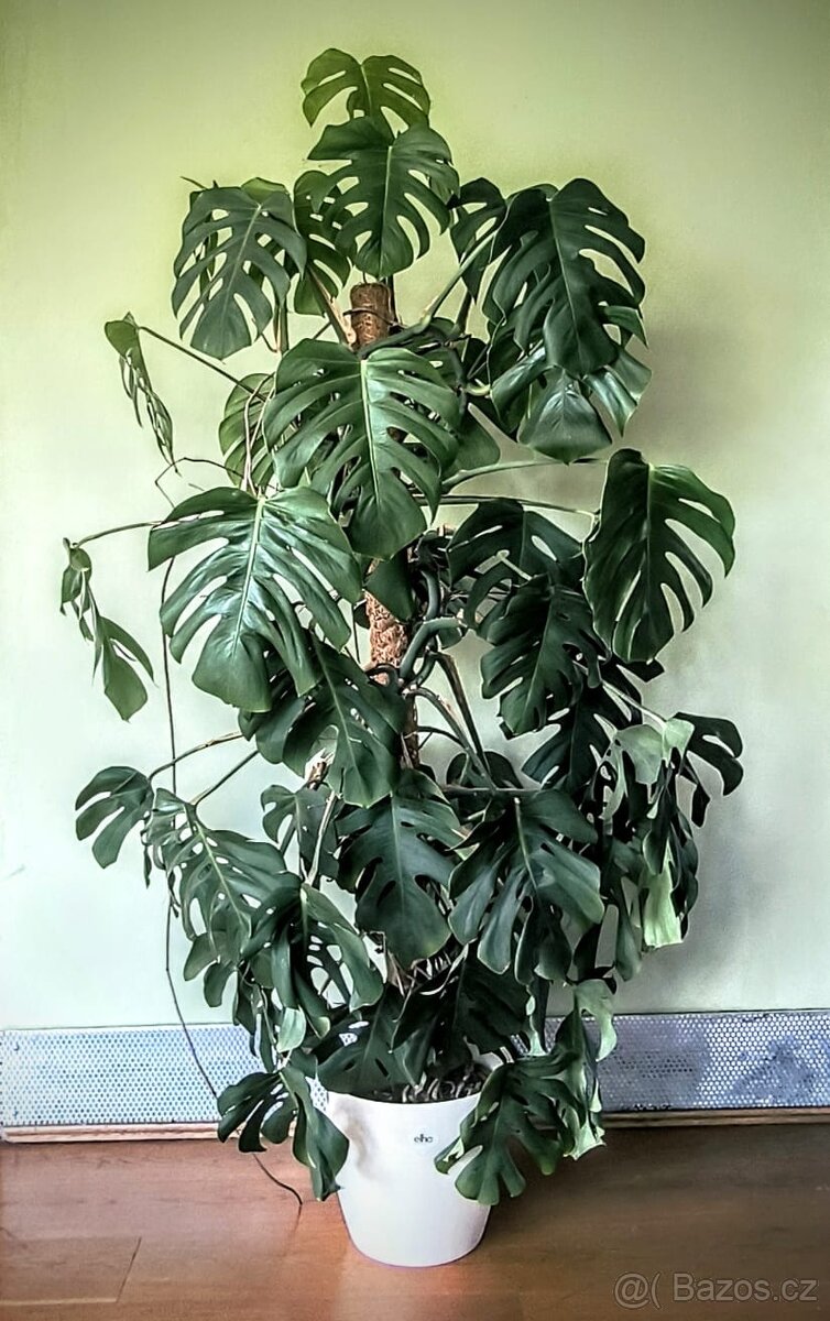 MONSTERA